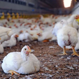 Broiler Poultry Farming Startup Kit – Complete Business-in-a-Box (South Africa)