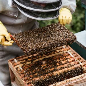 Bee and Honey Farming Startup Kit – Complete Business-in-a-Box (South Africa)